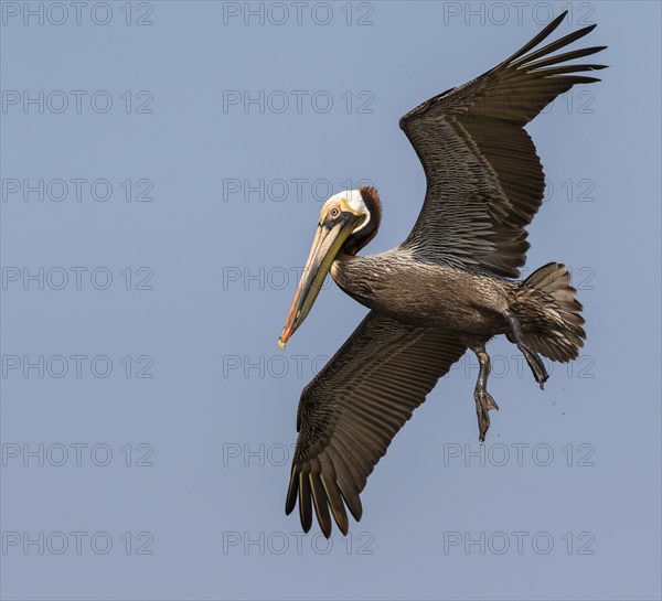 Brown Pelican (Pelecanus occidentalis) in flight