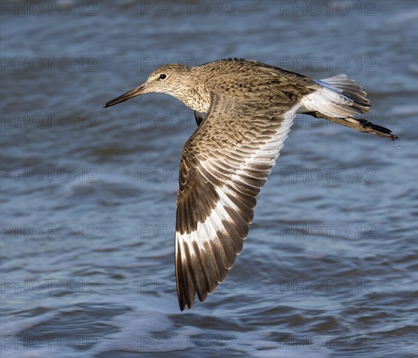 Willet (Tringa semipalmata) in flight over the ocean