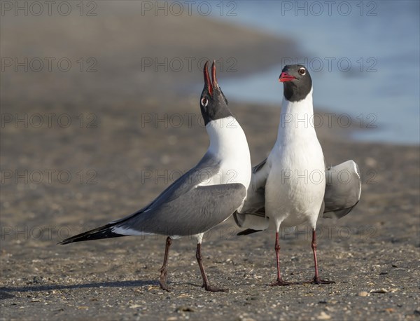 Laughing Gulls (Leucophaeus atricilla)