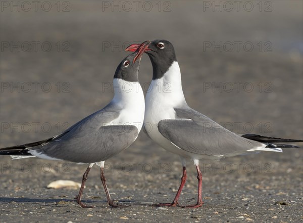 Laughing Gulls (Leucophaeus atricilla)