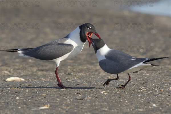 Laughing Gulls (Leucophaeus atricilla)