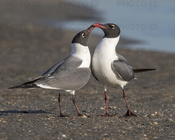 Laughing Gulls (Leucophaeus atricilla)