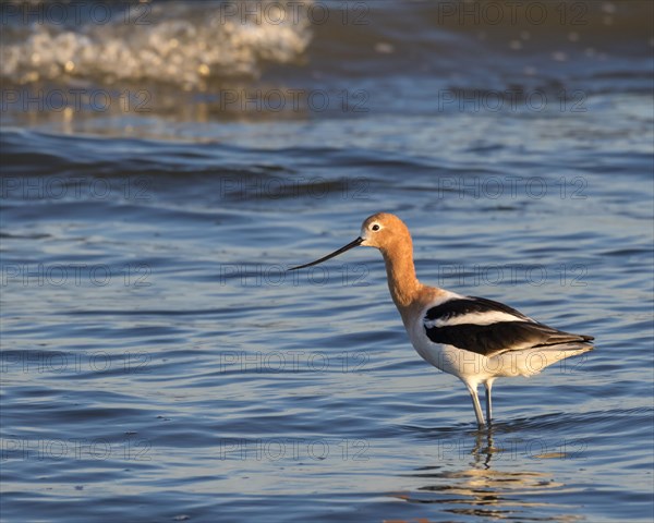 American Avocet (Recurvirostra americana) at the ocean coast at sunset