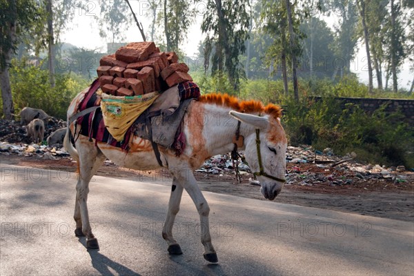 Donkey laden with bricks