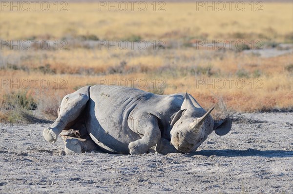 Black Rhinoceros (Diceros bicornis)