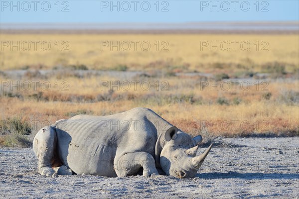 Black Rhinoceros (Diceros bicornis)