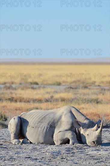 Black Rhinoceros (Diceros bicornis)