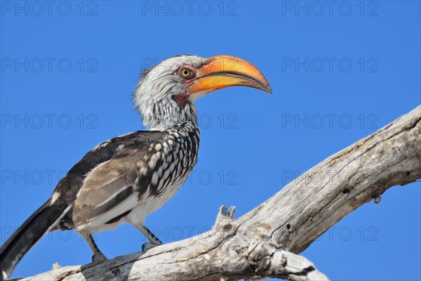 Southern Yellow-billed Hornbill (Tockus leucomelas)