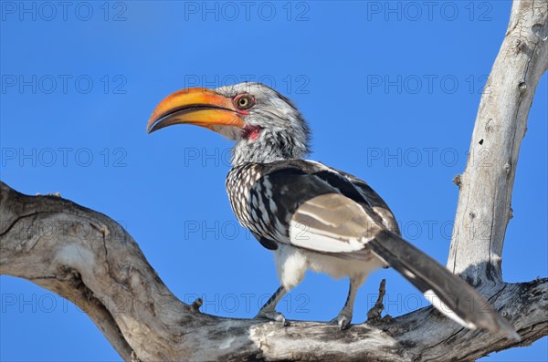 Southern Yellow-billed Hornbill (Tockus leucomelas)