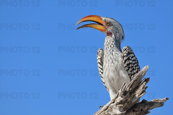 Southern Yellow-billed Hornbill (Tockus leucomelas)