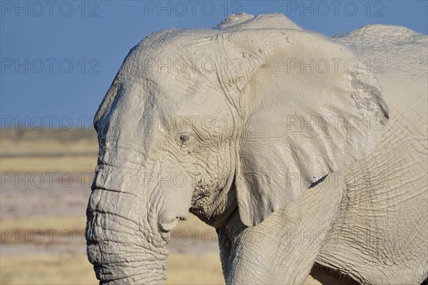 African Elephant (Loxodonta africana)