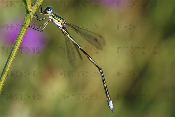 Emerald damselfly or common spreadwing (Lestes sponsa) on plant stem