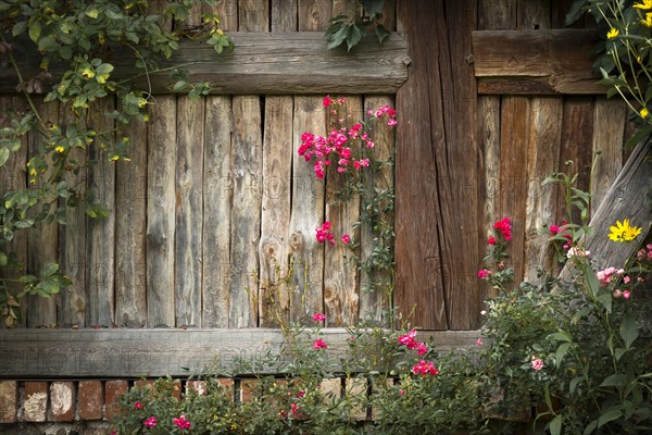 Rose against barn wall