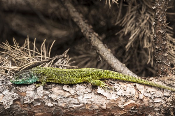 European green lizard (Lacerta viridis)