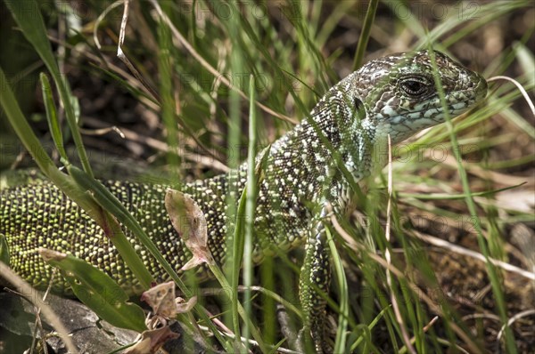 European green lizard (Lacerta viridian)