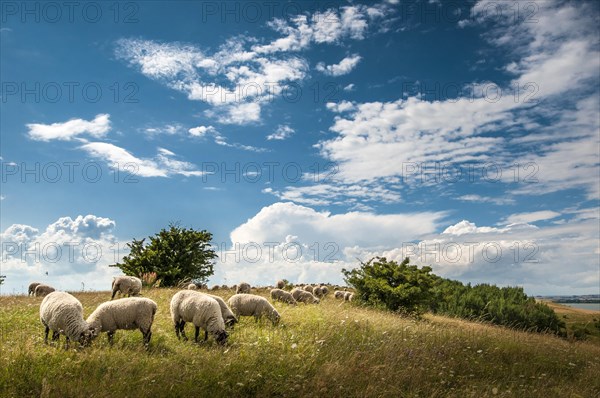 Flock of sheep