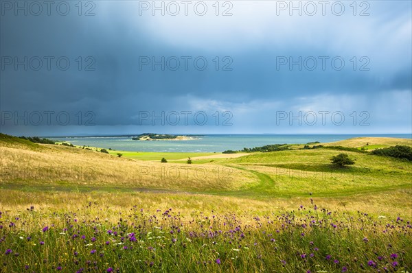 Grass landscape