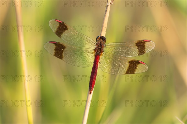 Yellow-winged darter (Sympetrum flaveolum) on stem