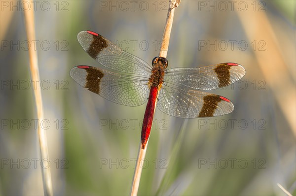 Yellow-winged darter (Sympetrum flaveolum) on stem