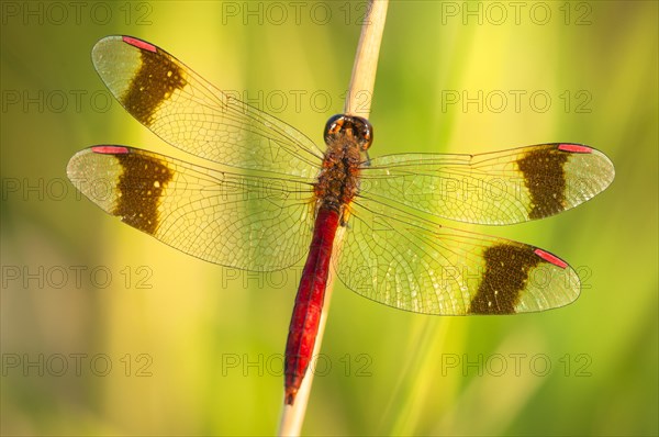 Yellow-winged darter (Sympetrum flaveolum) on stem