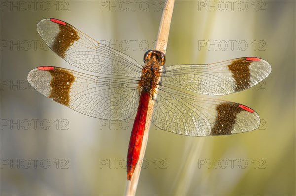 Yellow-winged darter (Sympetrum flaveolum) on stem