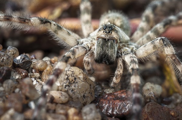 Wolf spider (Lycosidae sp.)