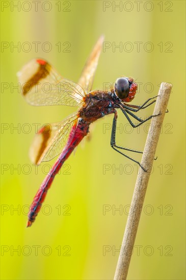 Yellow-winged darter (Sympetrum flaveolum) on stem