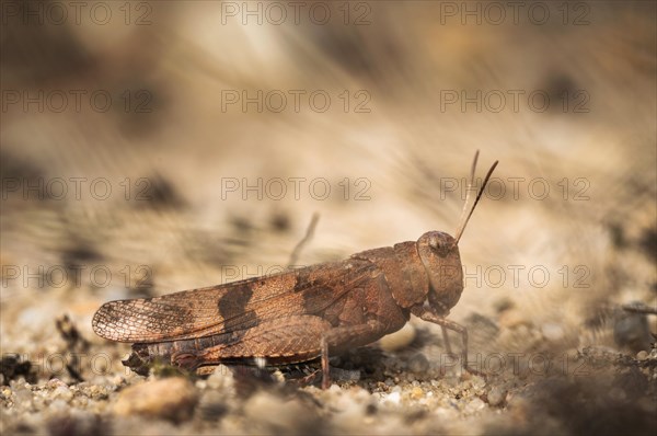 Blue-winged grasshopper (Oedipoda caerulescens)