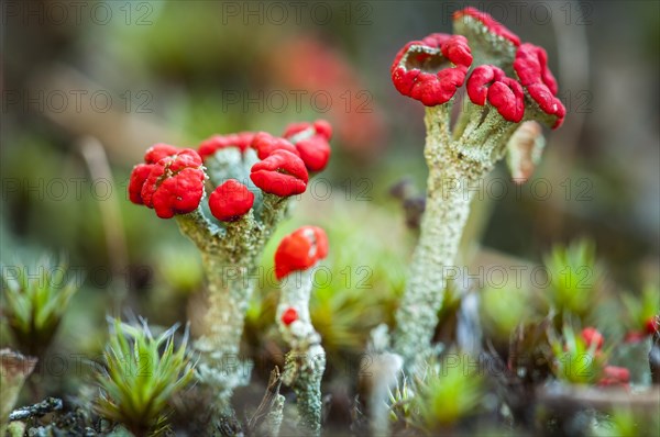 Cup lichen (Cladonia spp.)