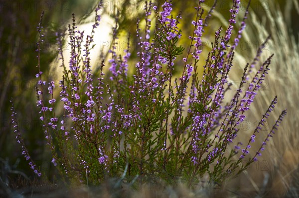 Common heather or ling (Calluna vulgaris)