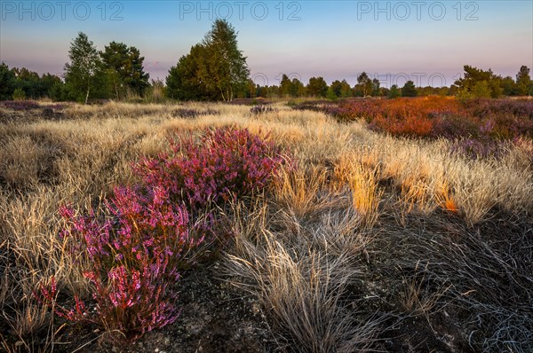 Common heather or ling (Calluna vulgaris) and grey hair-grass (Corynephorus canescens)