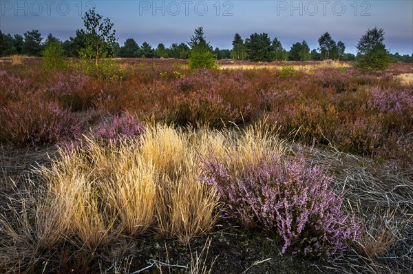 Common heather or ling (Calluna vulgaris) and grey hair-grass (Corynephorus canescens)