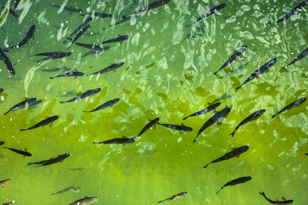 Flock of chub (Squalius cephalus)