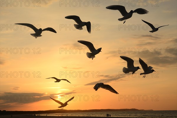 Seagulls in flight at sunset