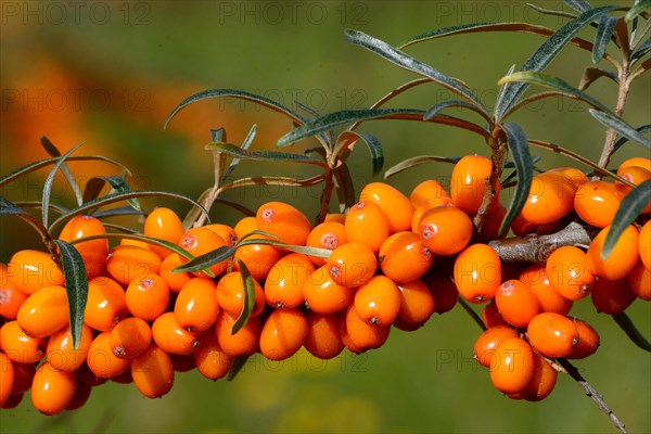 Sea Buckthorn (Hippophae rhamnoides)