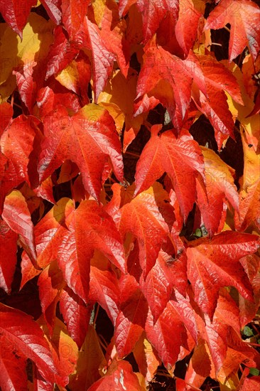 Virginia Creeper (Parthenocissus quinquefolia)