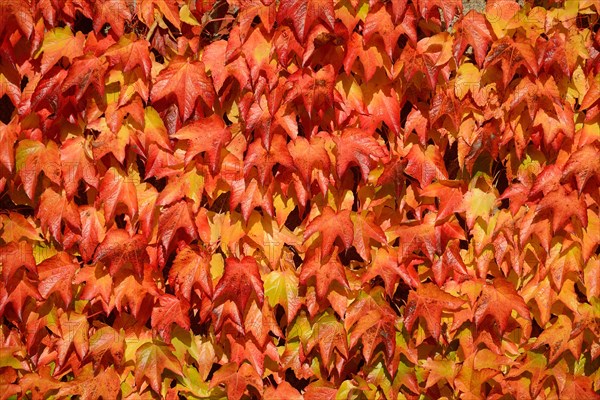 Virginia Creeper (Parthenocissus quinquefolia)