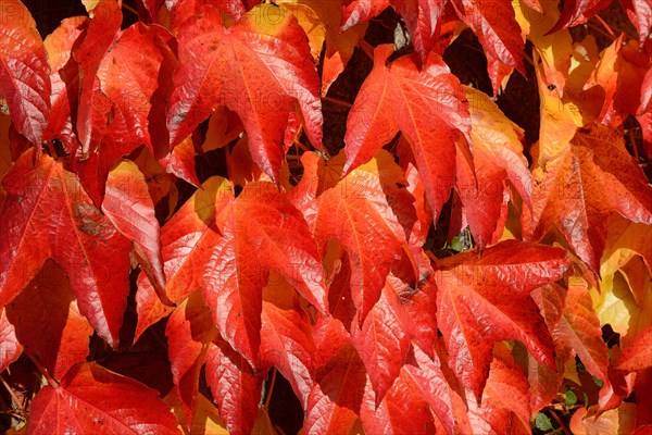 Virginia Creeper (Parthenocissus quinquefolia)