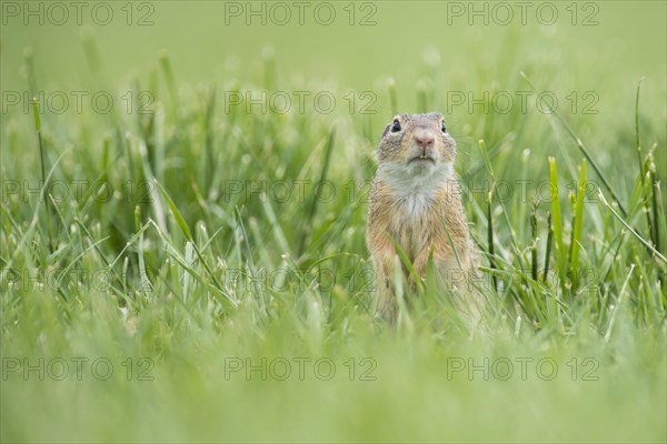 European ground squirrel (Spermophilus citellus) in a meadow