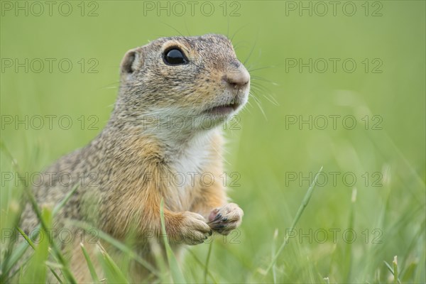 European ground squirrel (Spermophilus citellus) in a meadow