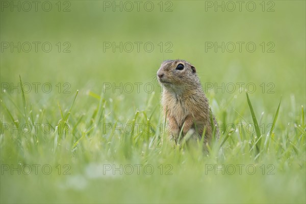 European ground squirrel (Spermophilus citellus) in a meadow