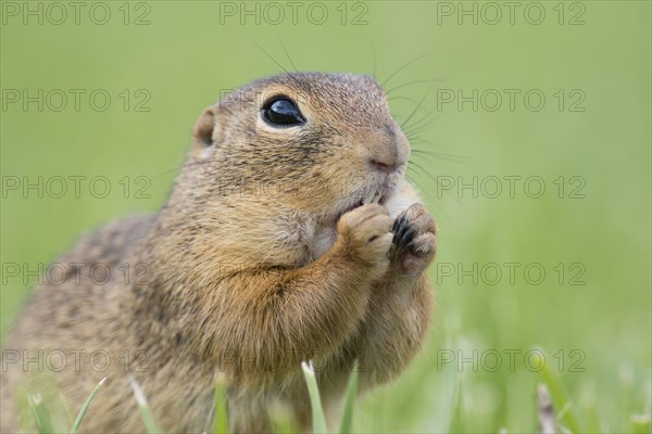 European ground squirrel (Spermophilus citellus) in a meadow