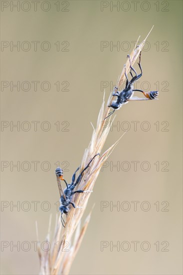 Thread-waisted wasps (Ammophila) on grass