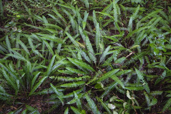 Hard-fern or deer fern (Blechnum spicant)