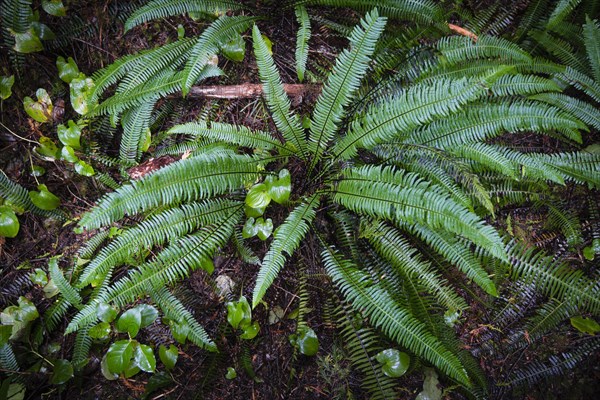 Hard-fern or deer fern (Blechnum spicant)