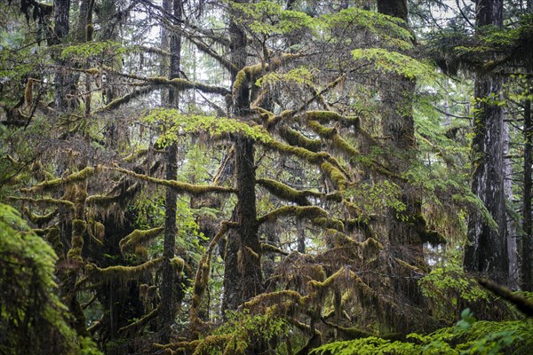 Trees with lichen