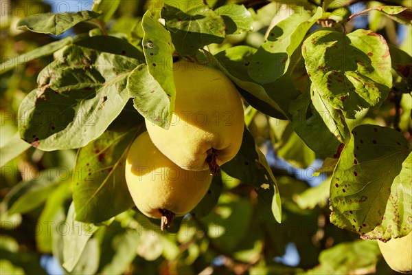 Pear quinces (Cydonia oblonga var. oblonga) on tree in sunshine