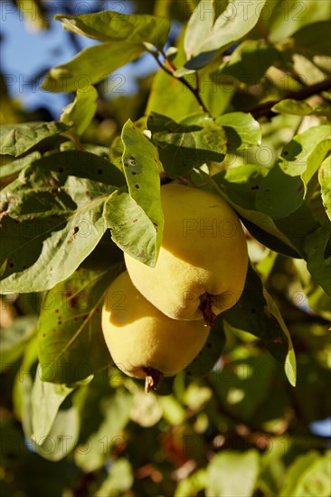 Pear quinces (Cydonia oblonga var. oblonga) on tree in sunshine