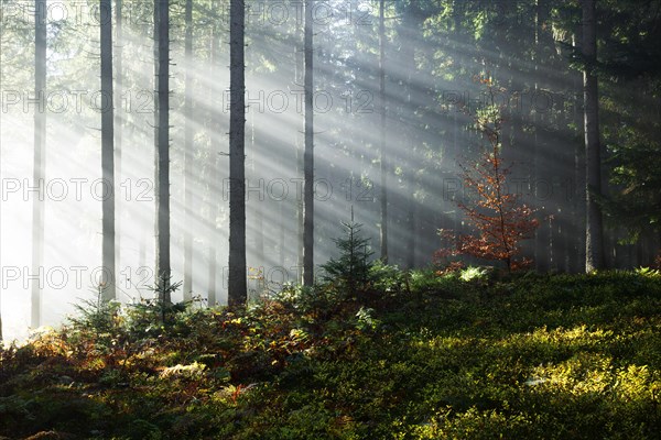 Rays of sunlight shining through trees in fog