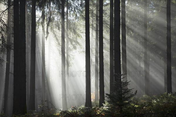 Rays of sunlight shining through trees in fog